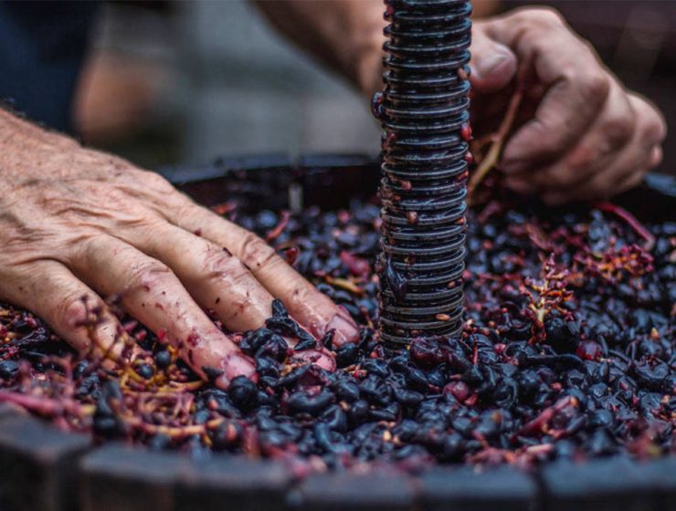 Vendemmia in Italia
