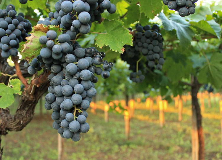 La storia del vino abruzzese, il Montepulciano