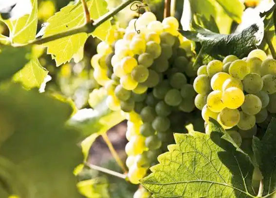 La storia del vino abruzzese: il Pecorino
