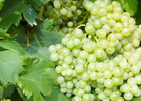 La storia del vino abruzzese: il Trebbiano