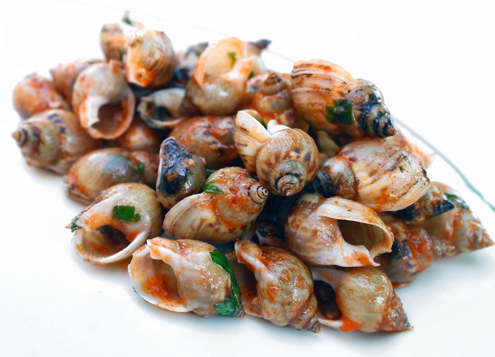 Lumachine di mare tradizionali