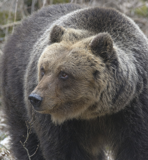 Le Meraviglie del Parco Nazionale Abruzzo: Orso Marsicano