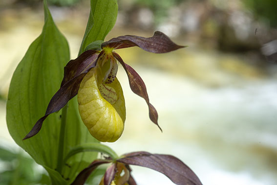 Particolare ValentinoMastrella