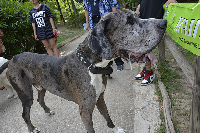 Il Concorso "Miss & Mister Dog"