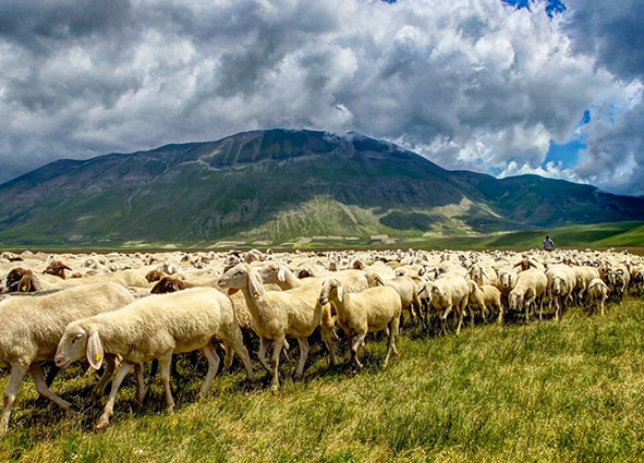 Le Vie della Pastorizia tra Abruzzo e Puglia