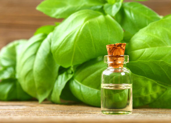 Cosa fare con i Fiori del Basilico